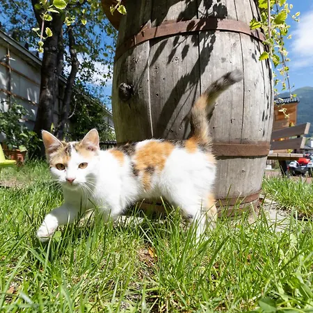 Greidlhof Alpstyle * Fuegen